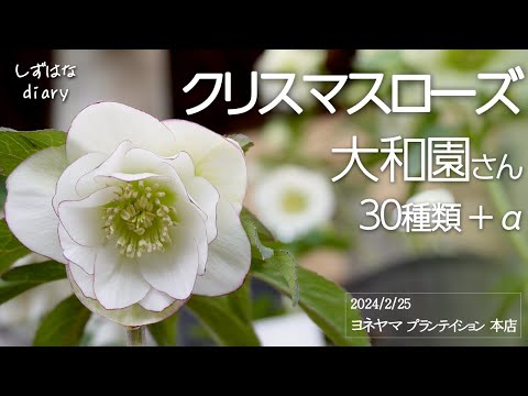 ヘレボアのクリスマスローズ：ポインセチアのライバルであるこのローズをどのように栽培し、維持するか？  庭園