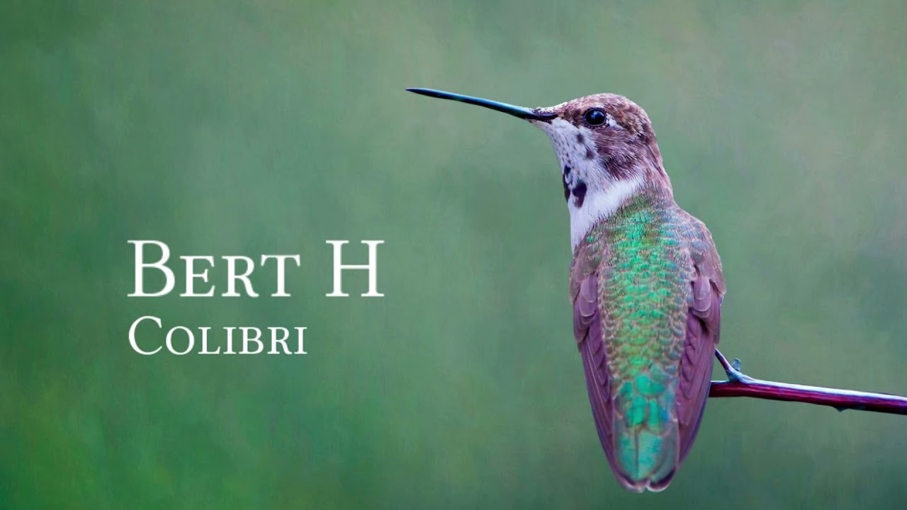 Bert H - Colibri