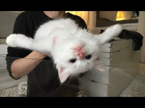 Cutest Cat Ever 2018 - Happy Cats Compilation || FunnyVines