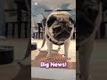 "Ode to a Pug: I'm a BIG dog!" hit the Amazon Best Seller list in Children's Humorous Poetry! 🥳