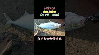 【閲覧注意】魚（ハマチ　56センチ）の血抜きで大量出血！#shorts #釣り #ショアジギング