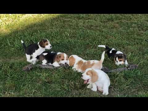Franky - 6 wks - Reserved