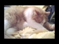 Колыбельная для кота 