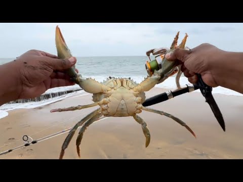 Giant Mud Crab Catch and Cook | Beach Cooking 