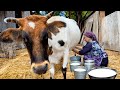 Cooking Healthy and Delicious Dishes from Fresh Milk! Life in the Village