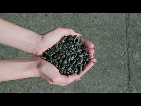 Sunflower oil by LEKI