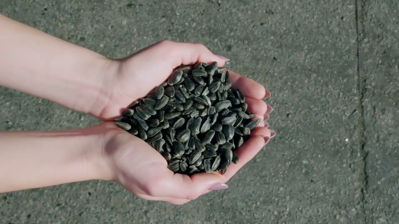 Sunflower oil by LEKI