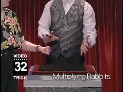 Multiplying Rabbits