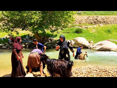 Washing a large flock of sheep in the roaring river with the help of the Haider family