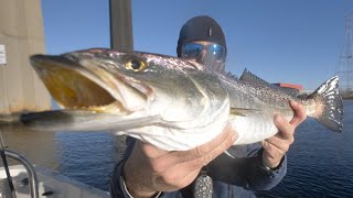 Catching MONSTER SPECKLED TROUT IN WINTER HOW TO AND TUTORIAL