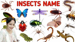 Insects Name in Hindi and English with Pictures | कीड़े मकोड़ों के नाम हिंदी और अंग्रेजी में
