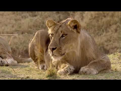 Leopard Documentary  Full HD,2023