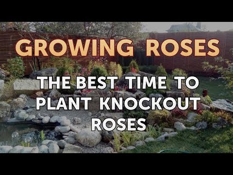 How to Take Care of a Mini Rose Plant