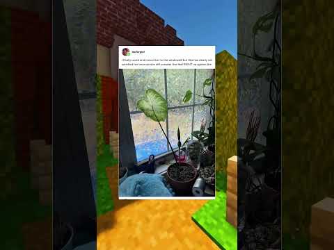growing caladium