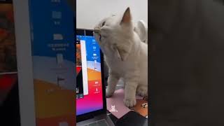 [問卦] 養貓咪筆電要怎麼保護= =？
