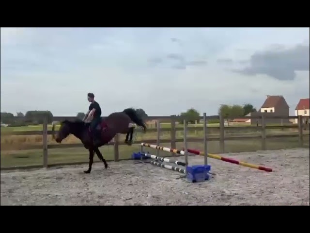 SBS Jument 3 ans