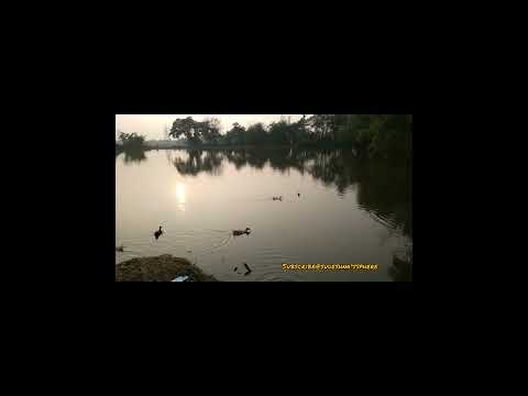 Sunset in my village 🌅 #village 🏞#villagescenario 🦢🦆🐄🐦#trees🌴#plants🌴🌱♥ #vlobasha#sudeshna'ssphere