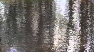 Pond Ripples 2