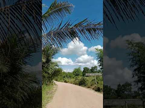 ##ชาวนา #ชาวสวนยาง #ชนบท #ลูกทุ่ง #เกษตร #บ้านทุ่ง #shorts #nature #laos #fyp #countrybeauty #road