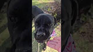 Video preview image #1 Mutt Puppy For Sale in phoenix, AZ, USA
