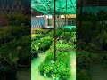 Nursery view 🌳, Most satisfying Video🌳,#tree #shorts #nursery #plants