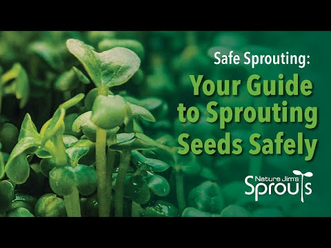 Sprouting Safely: Your Complete Safety Guide To Sprouting Seeds | Nature Jim's