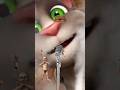 Butta Bomma Song Talking Tom PART 2 Coming Soon