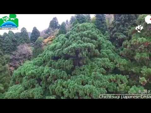 Chichi-sugi Japanese Cedar 乳房杉