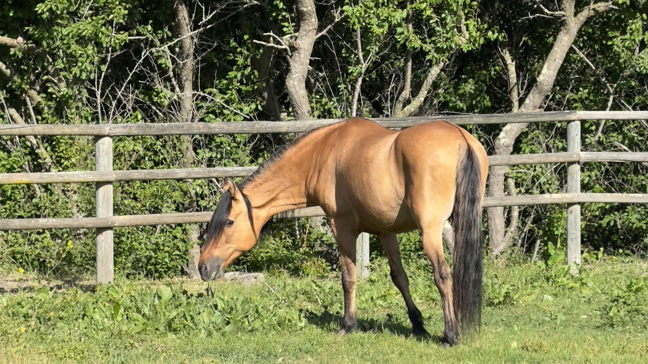Spirit's 30th birthday @ Return To Freedom Mustang Horse Rescue non-profit south of Lompoc, Ca