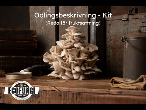 Odlingskit - redo för fruktsättning