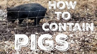 The Best Way To Contain a Pig - Fencing and moving homestead pigs