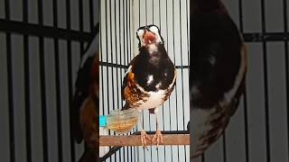 Download lagu Anis Macan Gacor bablas angkatan Ngerol mp3