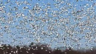 preview picture of video 'Des Milliers  d'Oies blanche envahissent le ciel'