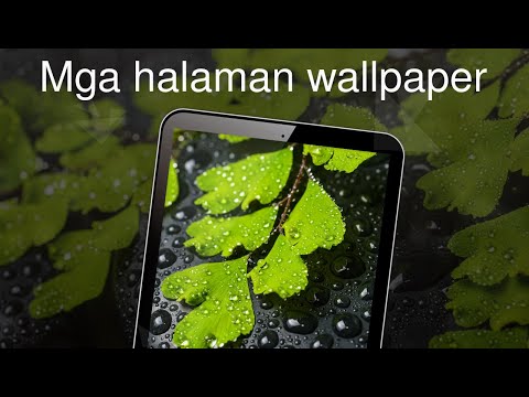 Citrus inumin para sa pagbaba ng timbang Gamot para mawala ang timbang