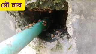 এপিস সেরেনা মৌমাছির চাক ||মৌমাছির চাষের গুরুত্বপূর্ণ উপকরণ সামগ্রী পেতে যোগাযোগ করুন ০১৭৪১১৭০২২৩ ইমু