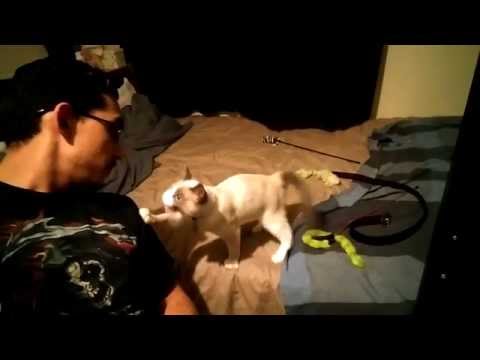 Convo's with Loki the Cat - Episode 3 "The Rat"