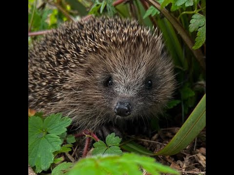 Hedgehog & Rupert the cat