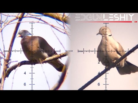 YouTube video about: How to shoot birds with a bb gun?