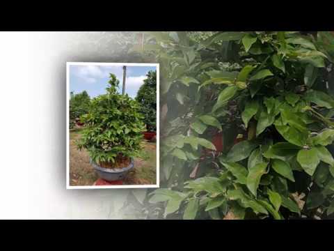 MAI VÀNG GHÉP 4 MÙA - HOÀNH 22CM - CAO 1,5M - SỐ 33