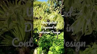 Variegated Dogwood ‘Cornus Controversa’ Container Design