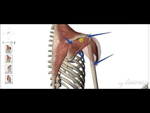Shoulder muscles action 2