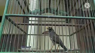 Download lagu jalak nias betina memancing birahi jalak nias jantan// pas buat pikat jalak nias mp3