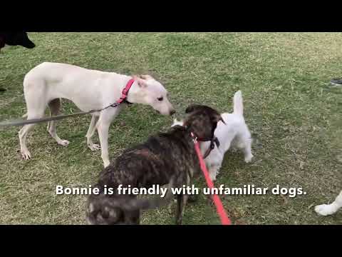 Bonnie, an adoptable Mountain Dog & Labrador Retriever Mix in San Mateo, CA_image-1