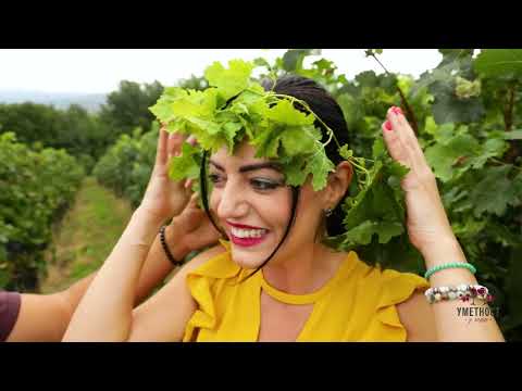 Umetnost u čaši ep. 154 18.10.2022. Župska berba, I deo