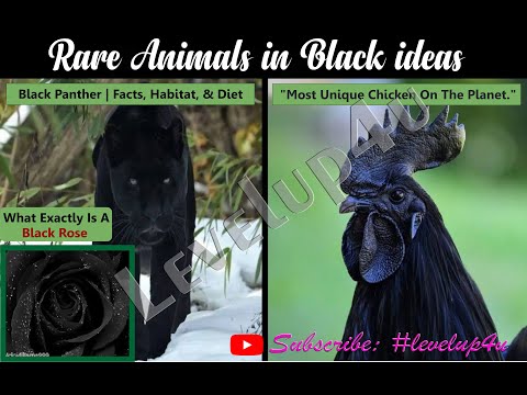 , title : 'Rare Melanistic Black Animal|Goth Chicken bring Power,Wealth,Good Luck Charm|What Exactly Black Rose'