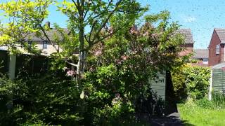 preview picture of video '40,000 Bee swarm - Pelsall, May 2014 - 1 of 2'