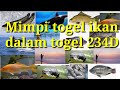 Ikan Hias Buku Mimpi 2d