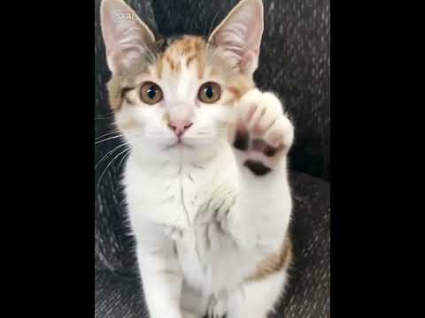 Minka ❤️ #katzenshorts #cute #cats #pets