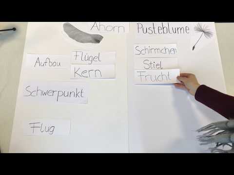Vergleich Ahorn & Pusteblume - Erklärvideo für den NW-Sachunterrricht in der Grundschule