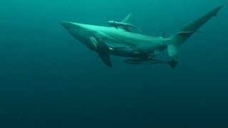 preview picture of video 'SHARK DIVING. TIGER SHARK or ... BLACK TIPS ?. Aliwal Shoal. SubSur'